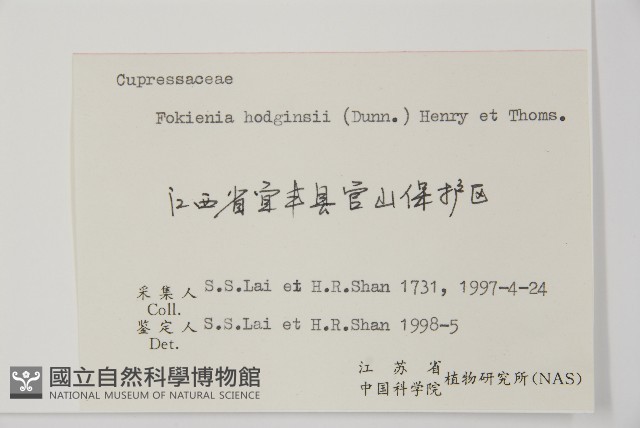 福建柏藏品圖，第2張