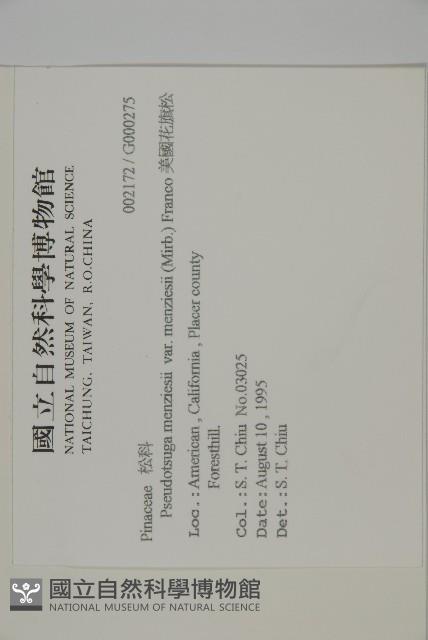 美國花旗松藏品圖，第2張