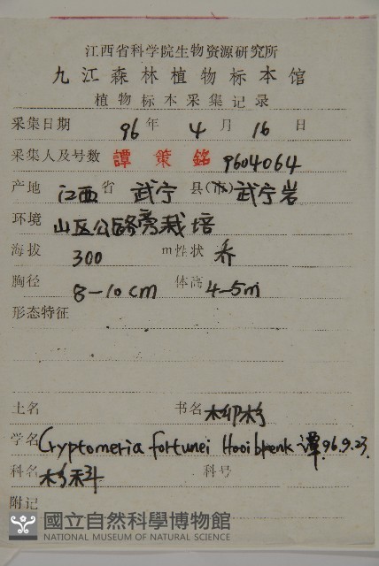 柳杉藏品圖，第2張