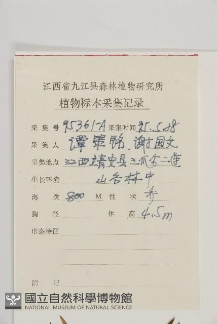 三尖杉藏品圖，第2張