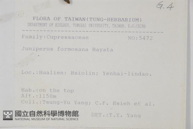 刺柏藏品圖，第2張