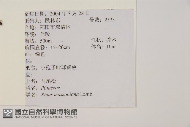 馬尾松藏品圖，第2張