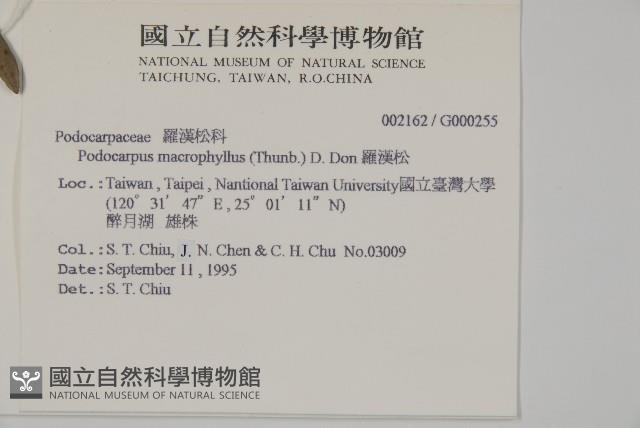 大葉羅漢松藏品圖，第2張