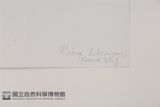 麗江雲杉藏品圖，第2張