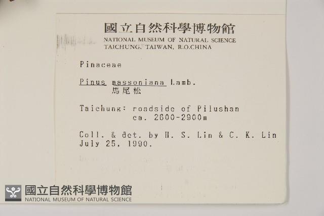 馬尾松藏品圖，第2張