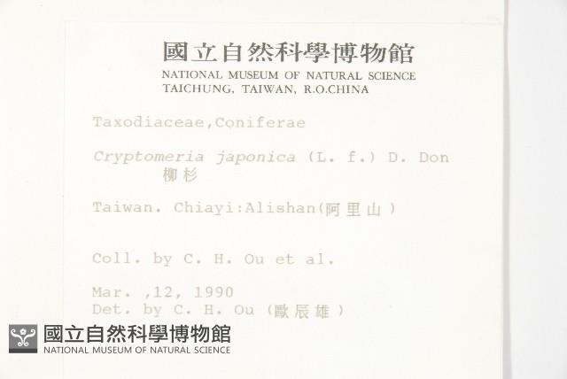 柳杉藏品圖，第2張