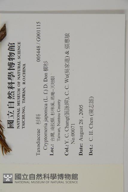 柳杉藏品圖，第2張