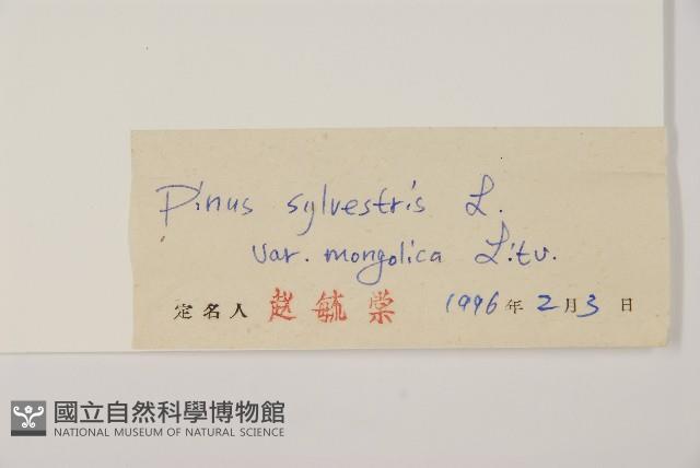 獐子松藏品圖，第2張