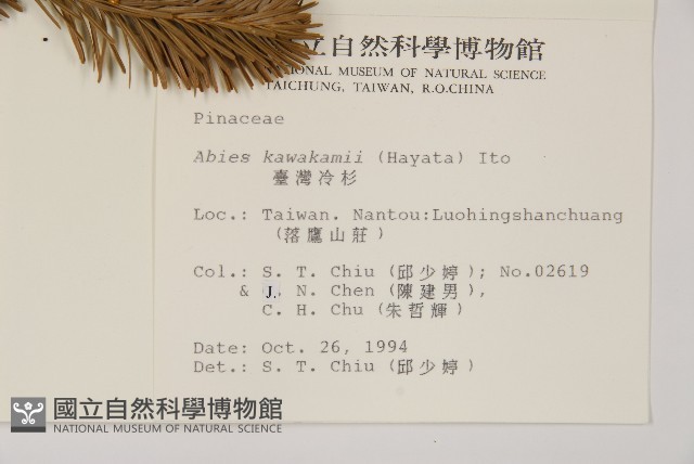 臺灣冷杉藏品圖，第2張