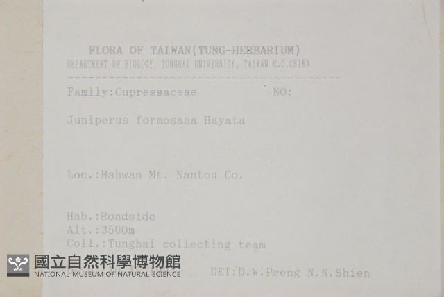 刺柏藏品圖，第2張