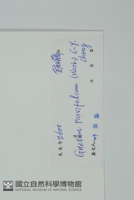 小葉買麻藤藏品圖，第2張