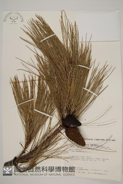 臺灣二葉松藏品圖，第1張