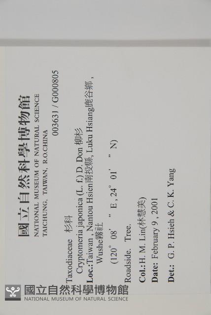 柳杉藏品圖，第2張