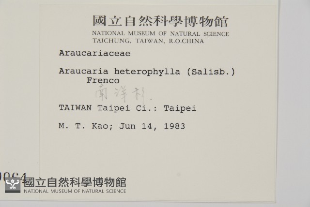 小葉南洋杉、南洋杉藏品圖，第2張