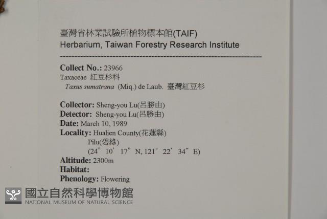 臺灣紅豆杉、紫杉、南方紅豆杉藏品圖，第2張