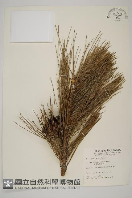 臺灣二葉松藏品圖，第1張