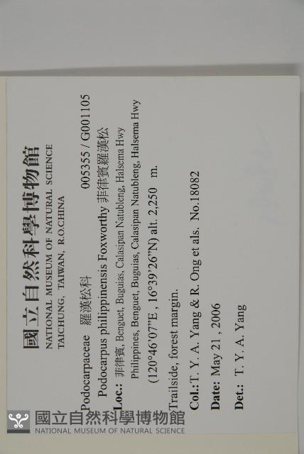 菲律賓羅漢松藏品圖，第2張