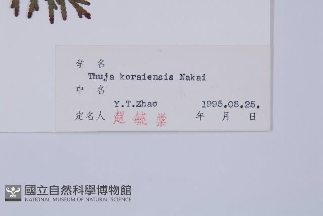 長白側柏藏品圖，第2張