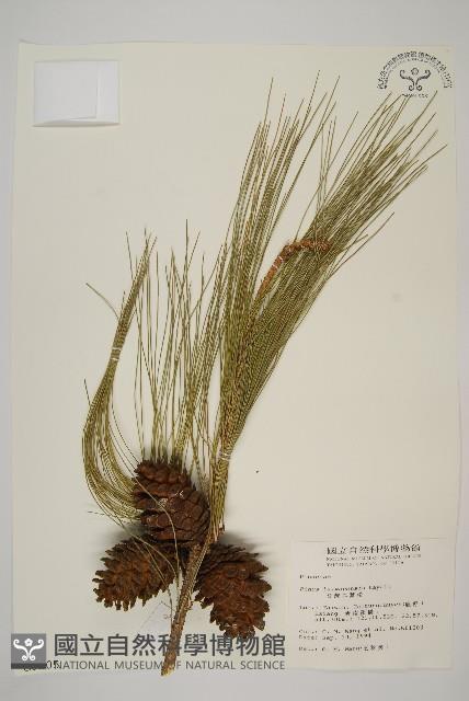 臺灣二葉松藏品圖，第1張