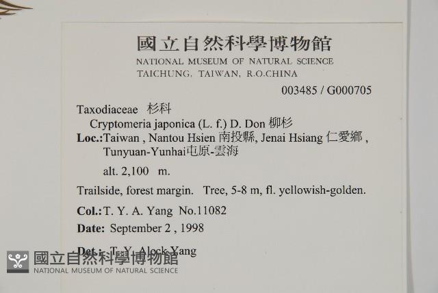 柳杉藏品圖，第2張