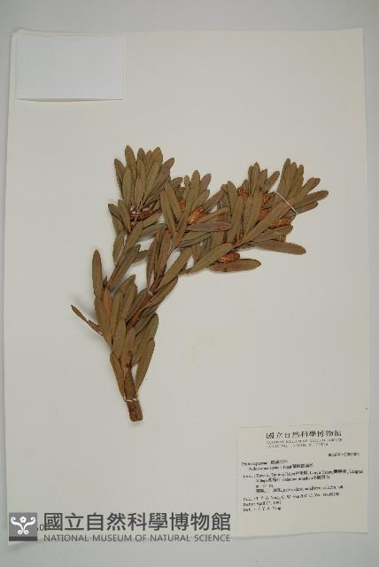 蘭嶼羅漢松藏品圖，第1張