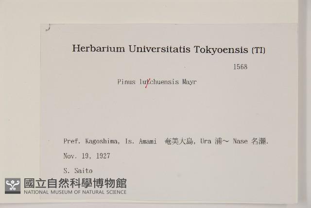 琉球松藏品圖，第2張