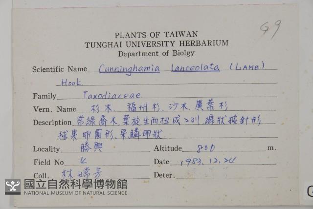 杉木藏品圖，第2張