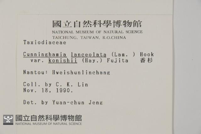 香杉、台灣杉木藏品圖，第2張