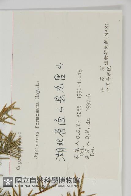 刺柏藏品圖，第2張