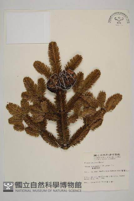 臺灣冷杉藏品圖，第1張