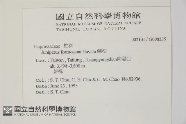 刺柏藏品圖，第2張