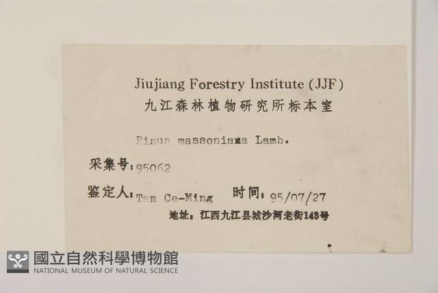 馬尾松藏品圖，第2張