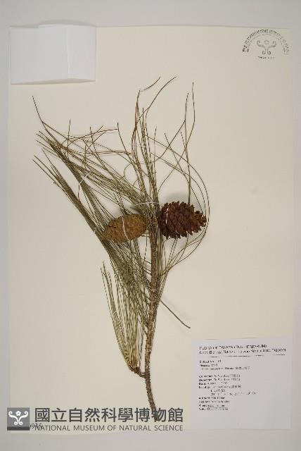 臺灣二葉松藏品圖，第1張