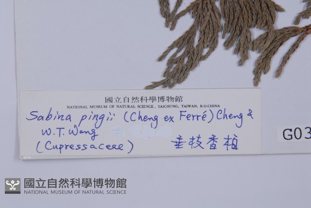 垂枝香柏藏品圖，第2張