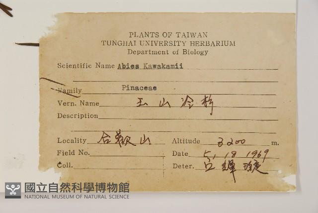 臺灣冷杉藏品圖，第2張
