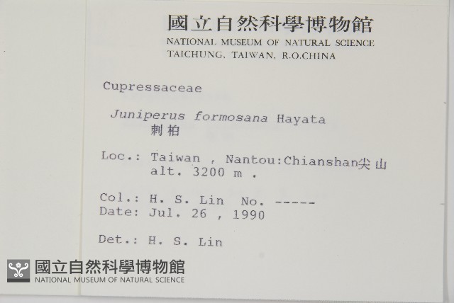 刺柏藏品圖，第2張