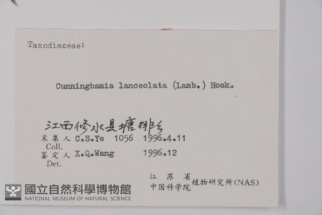 杉木藏品圖，第2張