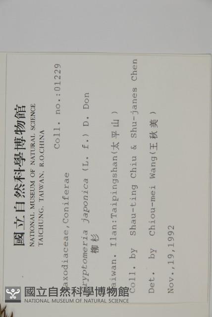 柳杉藏品圖，第2張