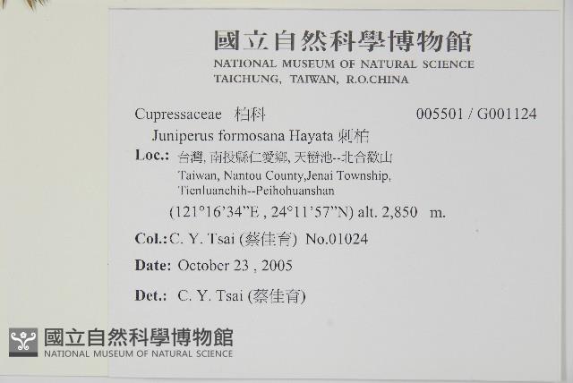 刺柏藏品圖，第2張