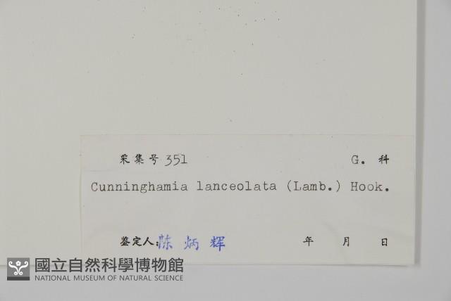 杉木藏品圖，第2張