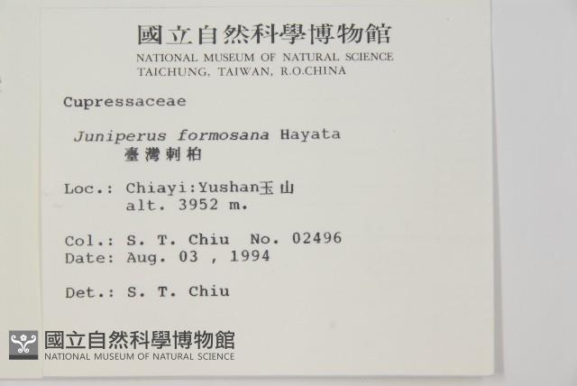 刺柏藏品圖，第2張