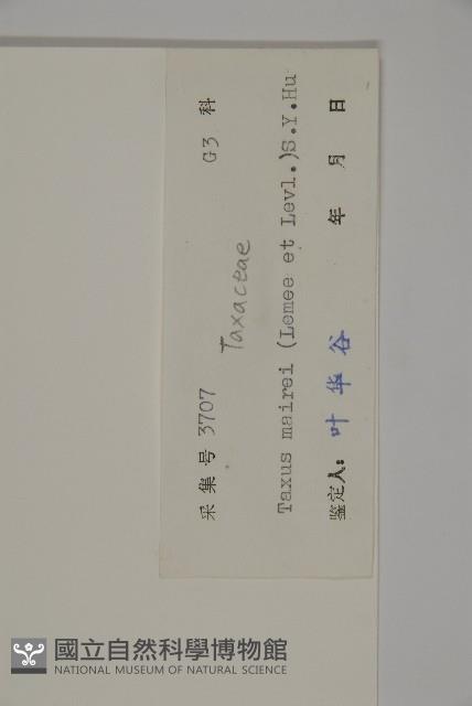 臺灣紅豆杉藏品圖，第2張