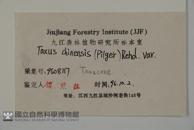 紅豆杉藏品圖，第2張