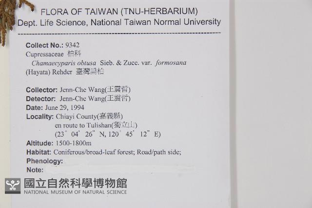 臺灣扁柏藏品圖，第2張
