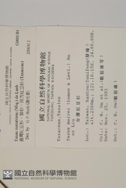 臺灣紅豆杉、紫杉、南方紅豆杉藏品圖，第2張