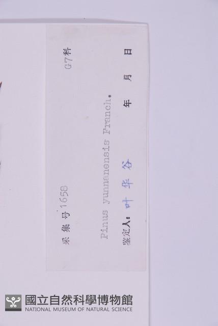 雲南松藏品圖，第2張