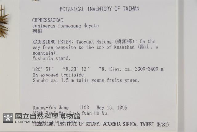 刺柏藏品圖，第2張