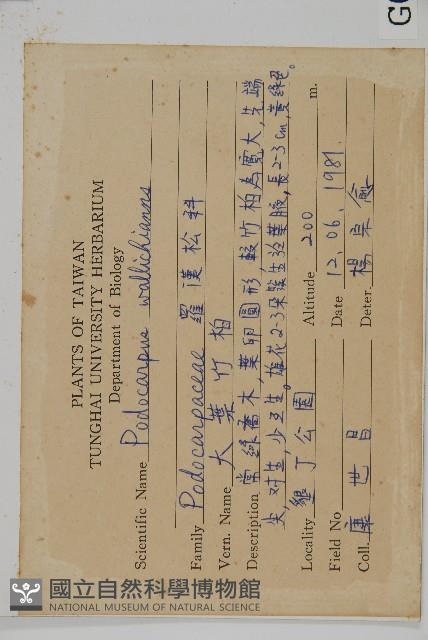 大葉羅漢松藏品圖，第2張