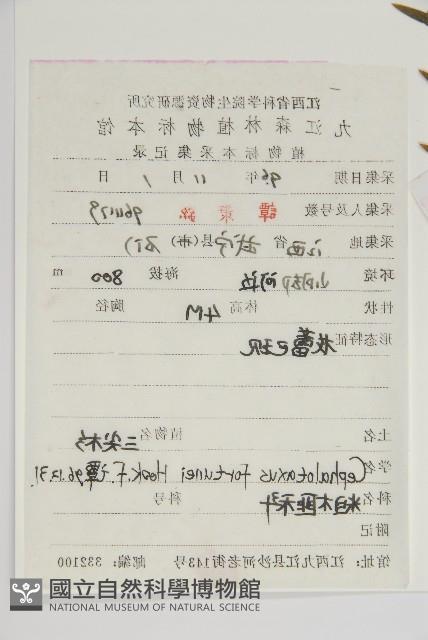 三尖杉藏品圖，第2張