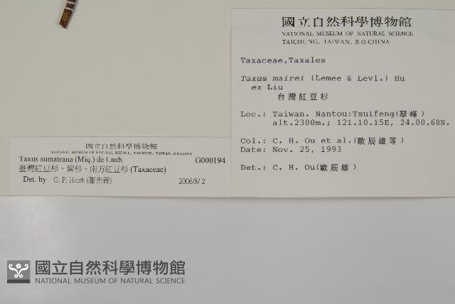 臺灣紅豆杉、紫杉、南方紅豆杉藏品圖，第2張